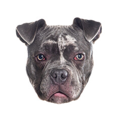 Portrait of an american bully dog showing its muzzle and snout