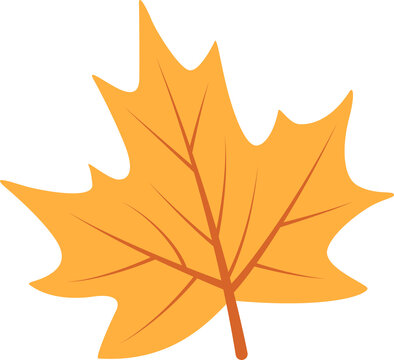 Bright orange maple leaf is floating in flat design on transparent background, showing vein network