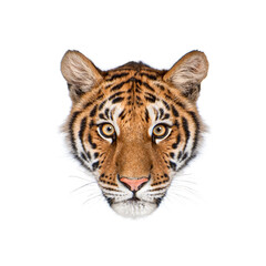 Young tiger cub emerging from white background