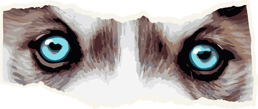 Fototapeta Blue cat eyes are peeking through torn paper edges in digital illustration, transparent background