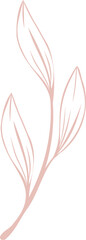 Stylized plant branch is being displayed in minimalist pastel pink line art, transparent background