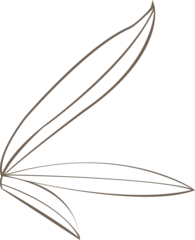 Fototapete Aroma Brown leaf outlines are fanning in flat style on transparent background, abstract motif, copy space  © vectorfusionart