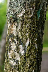 Close-Up of a Tree Trunk with Textured Bark