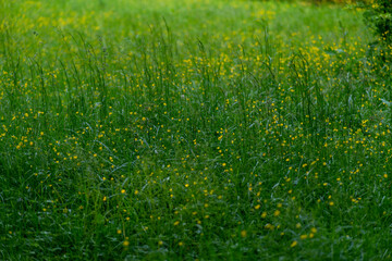 Meadow with Green Grass and Yellow Wildflowers