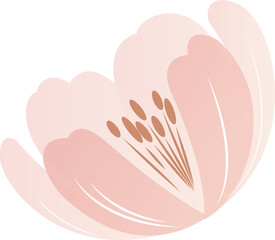 Pink blossom is unfolding in flat style with gradient petals, brown stamens, transparent background