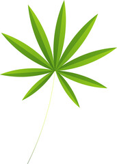 Flat design stylized green leaf is radiating pointed leaflets on transparent background, copy space