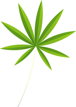 Fototapeta Flat design stylized green leaf is radiating pointed leaflets on transparent background, copy space