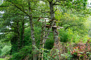 Old wooden hunting stand in woodland
