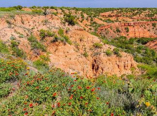 Texas Wildflowers on The Rim of Holmes Creek Canyon, Caprock Canyon State Park, Quitaque, Texas, USA