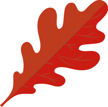 Fototapeta Vector-style red oak leaf is floating with lobes and veins on transparent background