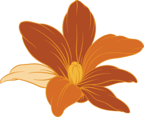 Orange brown flower is showing flat design petals radiating from yellow bud, transparent background