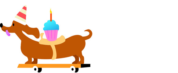 Flat dachshund is rolling on wheels wearing party hat and carrying cupcake, transparent background
