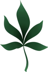 Fotobehang Stylized green palmate leaf is floating on transparent background, featuring smooth gradient design © vectorfusionart