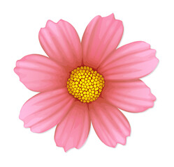 Flat pink flower is floating on transparent background, showing yellow center and eight petals