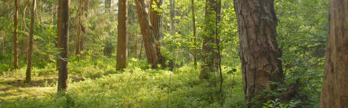 Anamorphic dolly shot: forest in summer