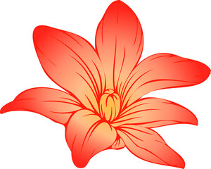 Showing six-petal vector lily blossom with gradient, veins, stamen or pistil, transparent background