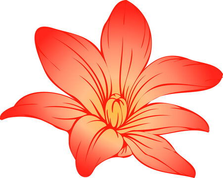 Fototapeta Showing six-petal vector lily blossom with gradient, veins, stamen or pistil, transparent background