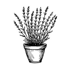 A black ink illustration of a potted lavender plant