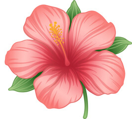 Flat vector hibiscus is floating on transparent background showing pink petals and yellow stamen