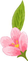 Showing flat design of pink five-petal bloom, yellow stamens and green leaf on transparent backdrop