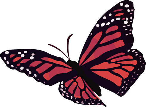 Butterfly is spreading red-orange wings with black veins and white spots, vector, transparent bg