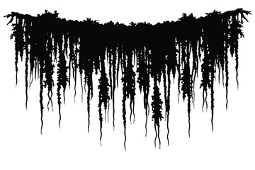 hanging spanish moss nature display