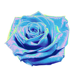 Stylized blue and violet rose is glowing with neon highlights against transparent background