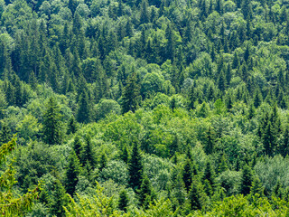 Obraz premium Mischwald im Frühjahr