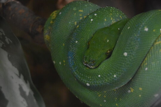 green tree python