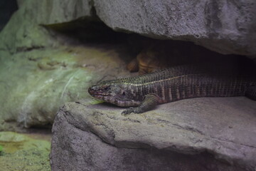 Lizard on the rock