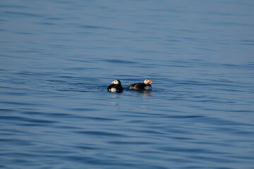 Atlantic Puffin (Fratercula arctica) on Ireland’s Eye, commonly found in North Atlantic regions.