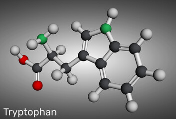 Tryptophan, Trp or W molecule chemical structure. Essential amino acid and serotonin precursor. Molecular model. 3D rendering. Illustration