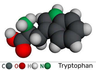 Tryptophan, Trp or W molecule chemical structure. Essential amino acid and serotonin precursor. Molecular model. 3D rendering. Illustration