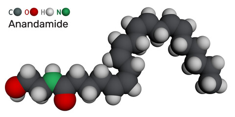 Anandamide, ANA molecule. Endocannabinoid neurotransmitter involved in mood and memory. Molecular model. 3D rendering. Illustration