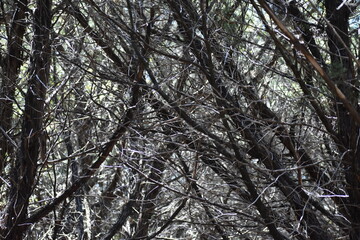 Fototapeta premium Trees in winter