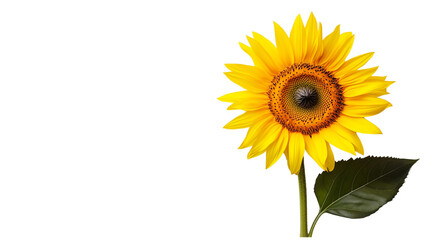 Naklejka premium Beautiful Sunflower Isolated on Transparent Background