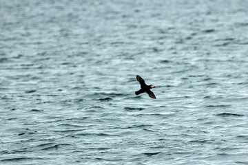 Atlantic Puffin (Fratercula arctica) on Ireland’s Eye, commonly found in North Atlantic regions.