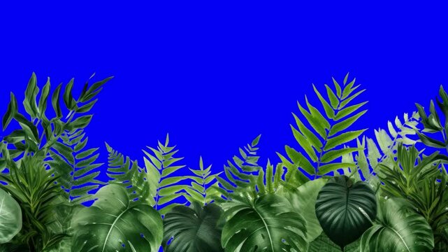 Vibrant tropical foliage animation, transparent 4K video, green screen