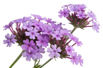Obraz premium Isolated Delicate Purple Verbena Flowers Close Up on White Background