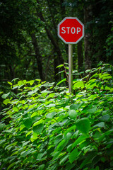 Stop sign in green environment 