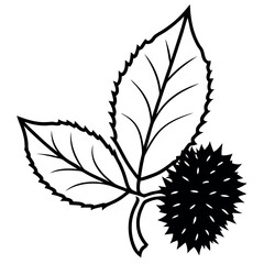 Black and White Botanical Chestnut Leaf and Burrs leaves