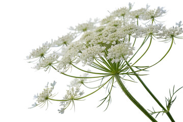 Isolated Queen Annes Lace Flower on a Transparent Background
