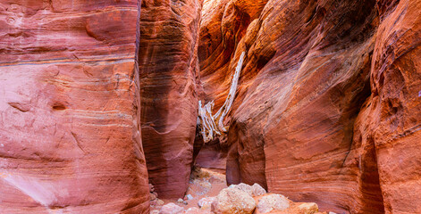 Sandstone Walls of Wire Pass Slot Canyon, Wire Pass-Buckskin Gulch Trail , Vermillion Cliffs National Monument, Utah, USA