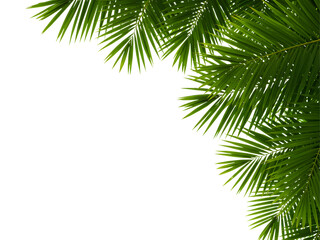 Tropical green palm fronds and leafy branches isolated on white and black backgrounds—perfect for nature frames, eco designs, and botanical-themed visuals.