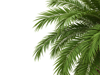 Tropical green palm fronds and leafy branches isolated on white and black backgrounds—perfect for nature frames, eco designs, and botanical-themed visuals.