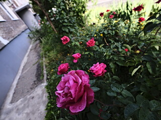 large pink valentine roses with visible rain water drops