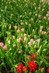 Colorful Tulips field in winter or spring,field of tulips in full bloom with various colors like pink, purple, yellow in the garden and pathway,tulip designs card.