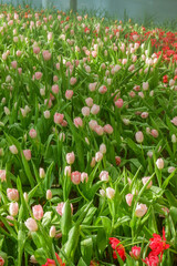 Colorful Tulips field in winter or spring,field of tulips in full bloom with various colors like pink, purple, yellow in the garden and pathway,tulip designs card.