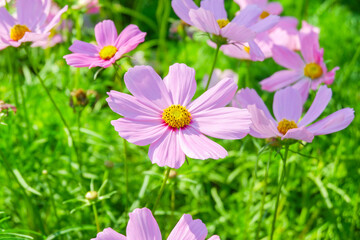 Fototapeta premium Field of Pink cosmos flowers blooming in garden,wild pink cosmos flowers in spring day,autumn season.