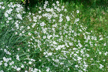 Flowering white gypsophila graceful or baby's breath in garden. Gypsophila flowers blossom in gardening. Tender inflorescences the family caryophyllaceae symbolize wedding and communion invitation.